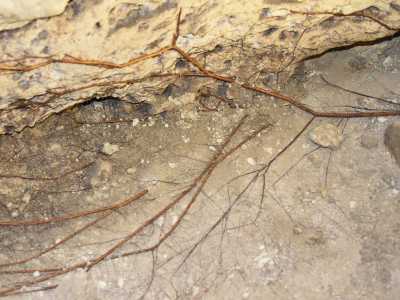 Sulle grigie pareti litiche � possibile scorgere le radici degli alberi del terreno sovrastante...
